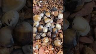 Unexpected pearl in sea clam shells #crystals #pearl #clam