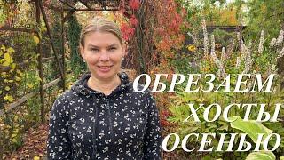 Обрезка хост осенью. Когда, как, чем и зачем обрезать хосты осенью