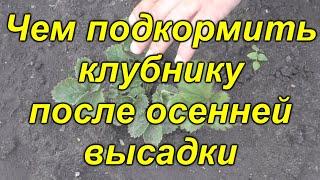 Чем нужно подкормить клубнику после осенней посадки.