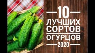 10 Лучших сортов огурцов 2020 г.