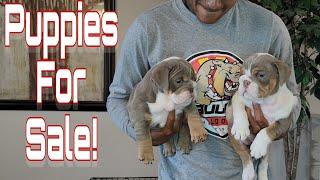 Mini English Bulldog Puppies Looking For Their Forever Homes! 