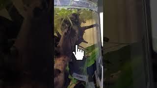 Fish Room Tour