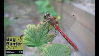 Episode 30: Dragonflies and Damselflies: A Life's Journey from Water to the Sky