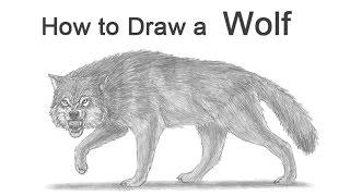 How to Draw a Wolf Growling (Snarling)