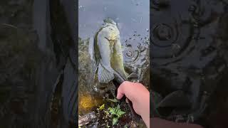 5.5 pound bass on the fly rod! #fishing #bassfishing #fish #flyfishing #rippinglips