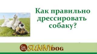 как правильно дрессировать собаку sunny.dog