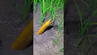 eel fishing #shorts #eel #eelcatch #fishing