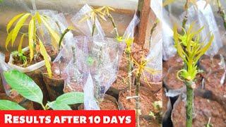 Stone grafting results after 10 days/Stone Grafting on mango tree #grafting