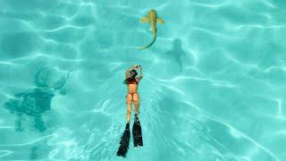 WEIRDEST SHARK encounter EVER? (The CLEAREST WATER, SHIPWRECKS and SPEARFISHING)