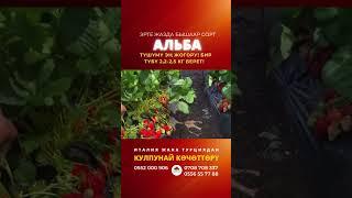 Супер сорт Альба #александра #мальга #монтерей #тея