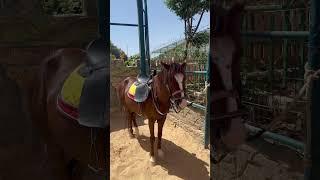 Even horses hate bugs