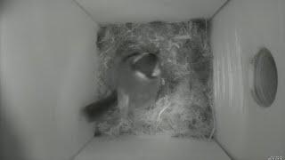 Nestbox 20190409/02:00 - 208 frames with movement