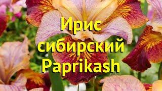 Ирис сибирский Паприкаш. Краткий обзор, описание характеристик iris sibirica Paprikash