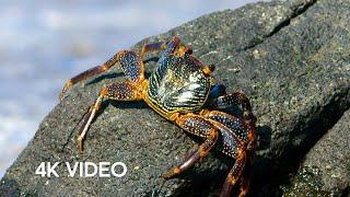 Crab vs Eel vs Octopus | 4K UHD | Blue Planet II | BBC Earth