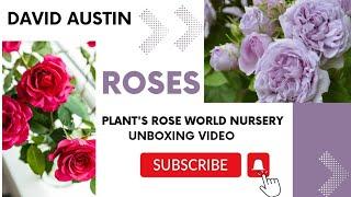 Exhibition rose plant || David Austin rose plant || Unboxing Video (Plant's Rose World Nursery)