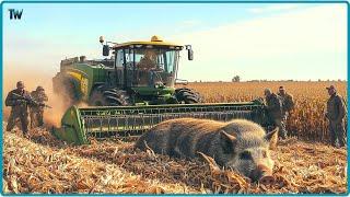 How Farmers And Hunters Deal With Millions Of Wild Boars Attacking Corn Fields.