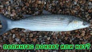 воняет пеленгас или нет на Малом Хаджибее в  районе Болгарки ? Эксперт - кот Кузя