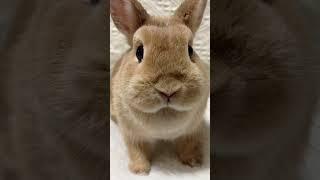 The little rabbit made a boring day into a funny day #cute #funny