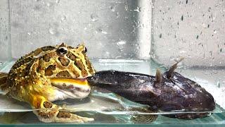 Caught a giant fish / Pacman frog , African bullfrog【LIVE FEEDING】