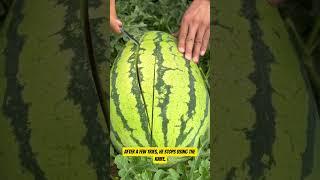 Can't wait for watermelon #watermelon #cuttingskills #trending #short