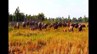 BB 3 Buffaloes Group Ta Rous Village/The Buffaloes Walking a long South Ta Rous Road Many Buffaloes