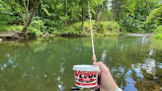 TROUT Fishing with LIVE WORMS