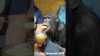 Лучшее Решение Моей Жизни! Взял в Путешествие Обезьяну Шимпанзе