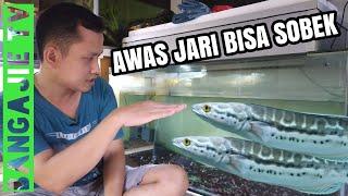 Kasih Makan Toman Monster || Giant Snakehead