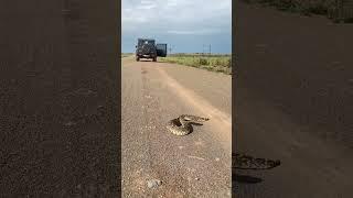 Big snake in the road #shorts