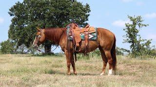 {Peptos Margo Rita} - 2019 AQHA versatility mare