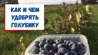 Как правильно удобрять голубику
