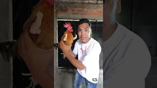 EL GALLO MALCRIADO #comedia