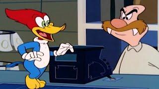 Woody outsmarts Wally | Woody Woodpecker