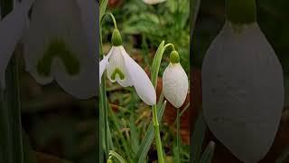 #foryou #foryoupage #beautiful #nature #flowers #snowdrops #ilovenature #spring