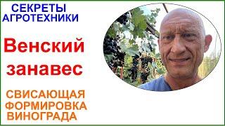 Свисающая формировка винограда "Венский занавес" Просто,удобно,красиво