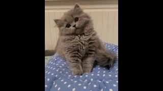 cute cat ASMR DDX