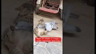 Ладно кот играет, но откуда у голубя в прошивке такие игры