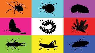 Insect: Grasshopper, Mantis, Butterfly, Caterpillar, Click Beetle, Spider, Earwig, PaddyBug, Pillbug