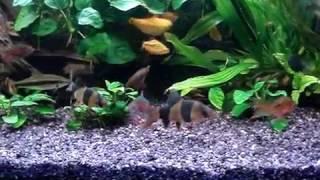 Loaches.ru Боции клоун драка