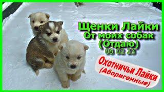 Щенки  Лайки От моих собак (Отдаю) 08 02 23