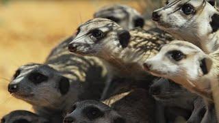 Meerkats vs Robot Cobra | Spy In The Wild | BBC Earth