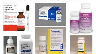 MBC Vet Tech Online Review 4.2 - ROA & Drugs by System Part I