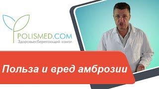 Польза и вред амброзии. Применение амброзии в традиционной и народной медицине