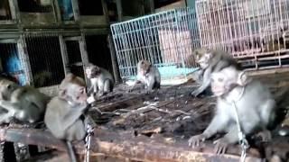 Long tailed macaques with chained necks on sale openly in Satria Wildlife Market in Bali