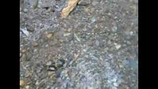 Gold on the Hard Pan Pt 1 of 3.  Yankee Gold Prospecting Adventures