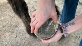 Using Pure Sole Hoof Mud, Cleanse, Wax and Oil