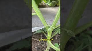 番茄這種側枝沒什麼作用，一定要去打掉！ #種植小技巧 #garden #田園生活