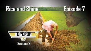 Rice and Shine - Top Crop 207