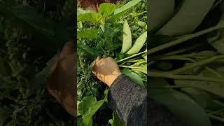 natural life  my plants #myflowers #garden #success #farming #naturelife #nature