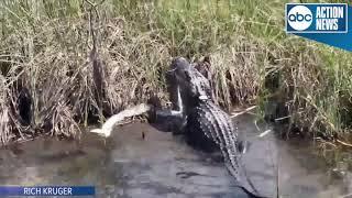 VIDEO: Gator eats python in Everglades National Park